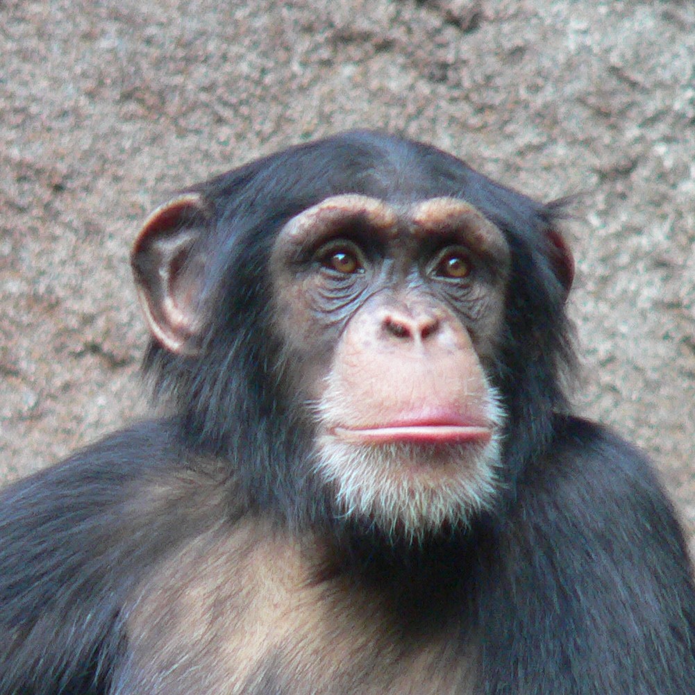 Chapachee Monkey Monkey House – Gracious Rain
