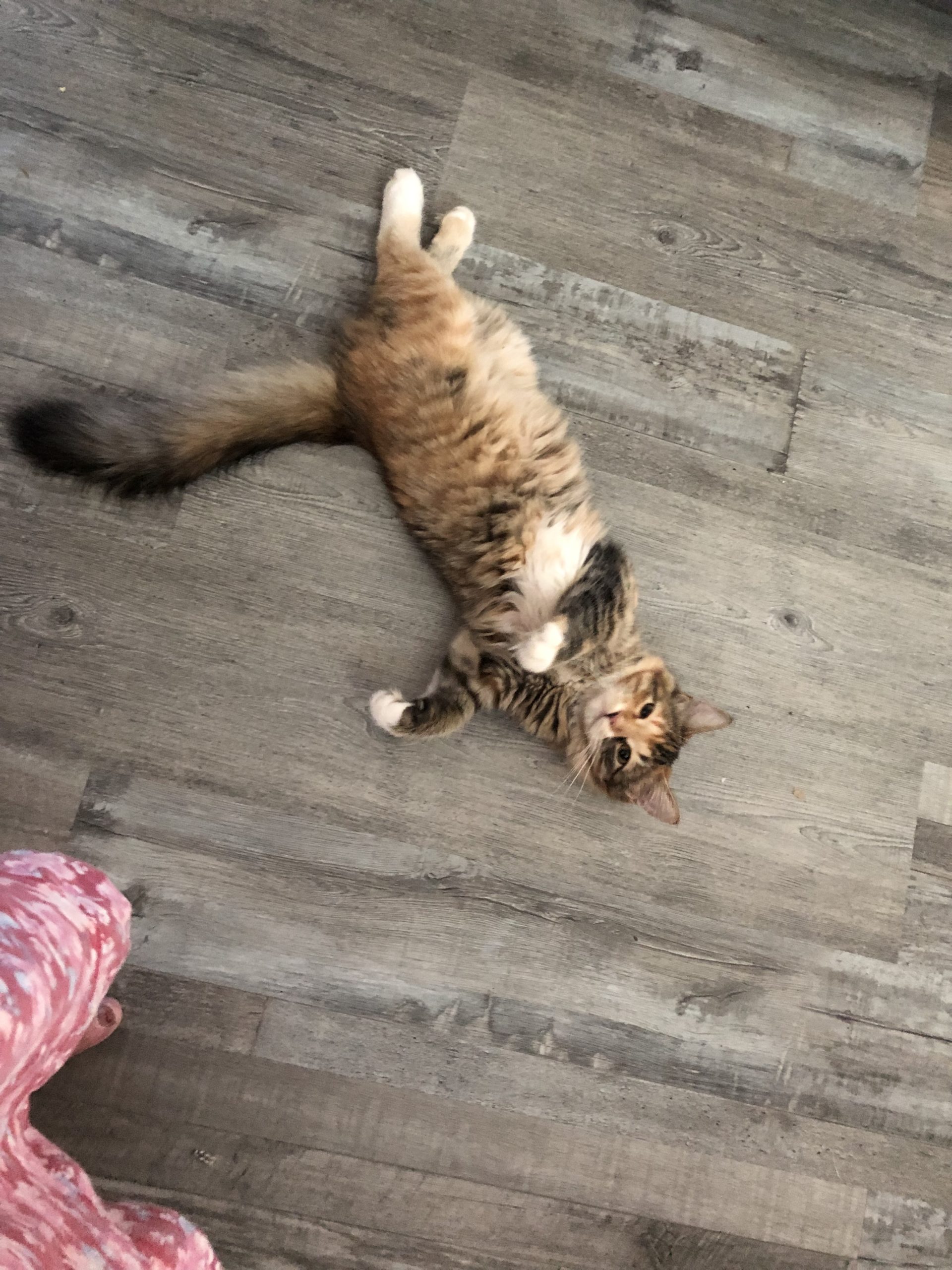 Gracious Rain Food Crochet Merriment